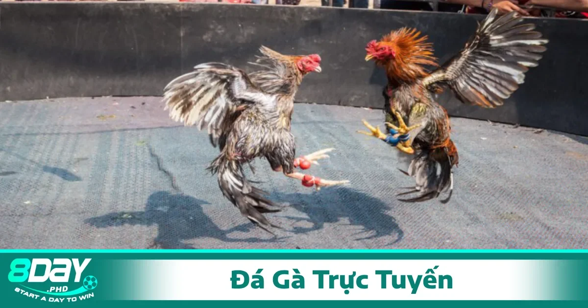 Cách xem và đặt cược đá gà trực tuyến tại 8Day cực đơn giản