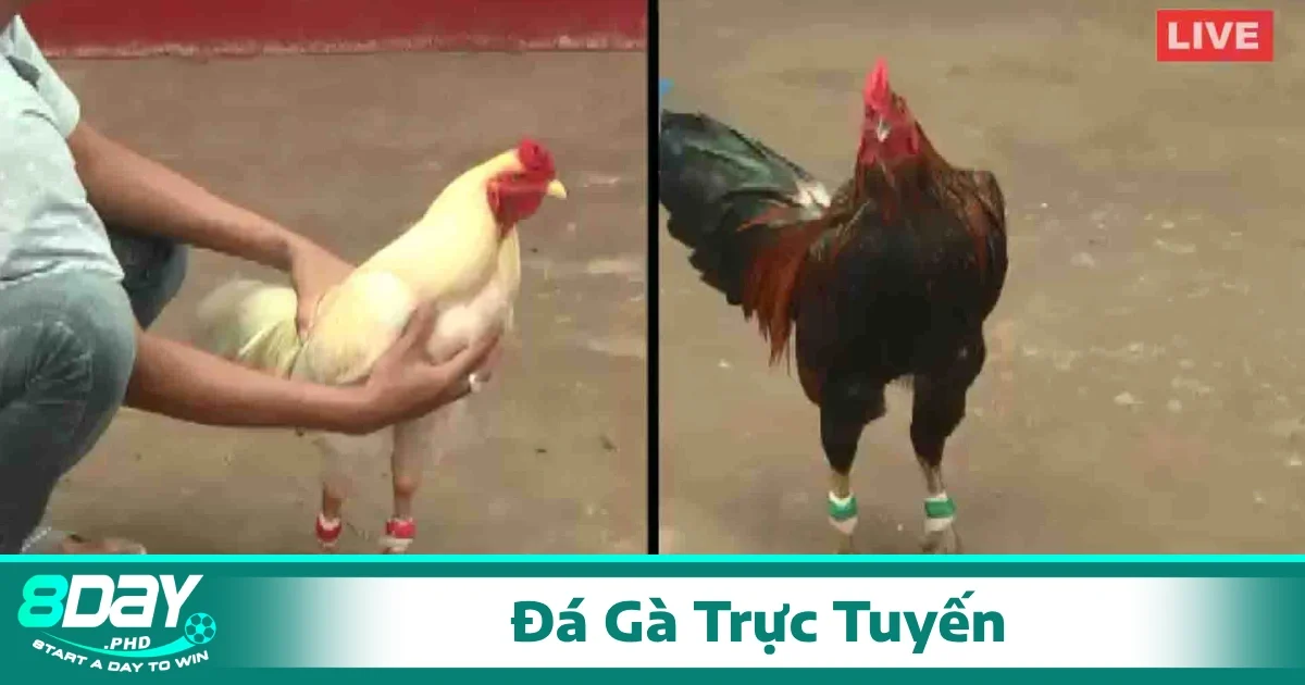Các bước để xem trực tiếp các trận đá gà qua nền tảng 8Day