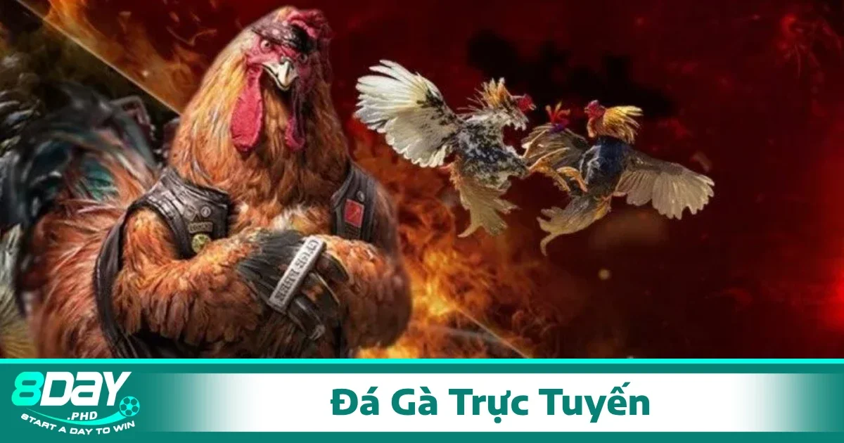 Việc đặt cược trong đá gà trực tuyến không chỉ đơn giản mà còn đòi hỏi sự chính xác, nhanh nhẹn để không bỏ lỡ thời cơ